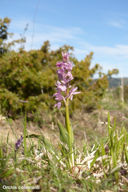 Le orchidee di Cardito, splendide praterie tra il reatino e laquilano.